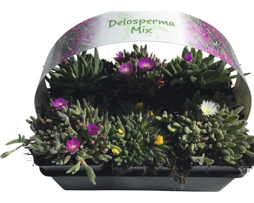 Delosperma Mix i planteringskärl med olika blomfärger