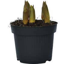 Tulpan FLORASELF Tulipa x Hybride Top Lips Ø12cm