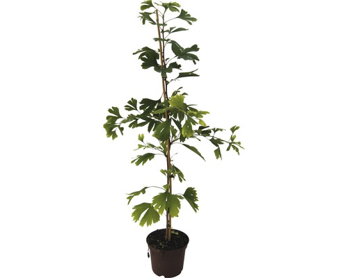 Ginkgo biloba träd i kruka med stödpinne