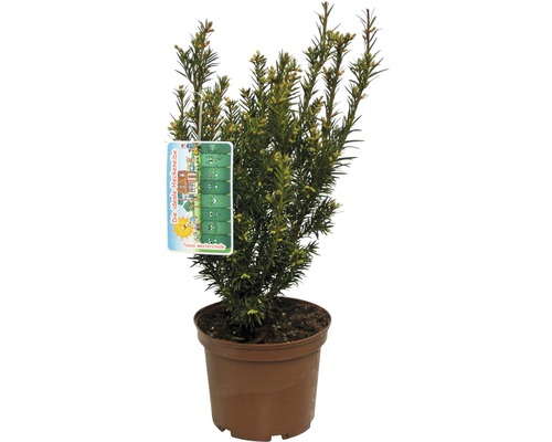 Idegran FLORASELF Taxus baccata Westerstede 30-40cm co 3L