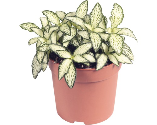 Åderblad FLORASELF Fittonia verschaffeltii Mosaic 10-15cm Ø7cm sorterade färger Fittonia krukväxt i kruka