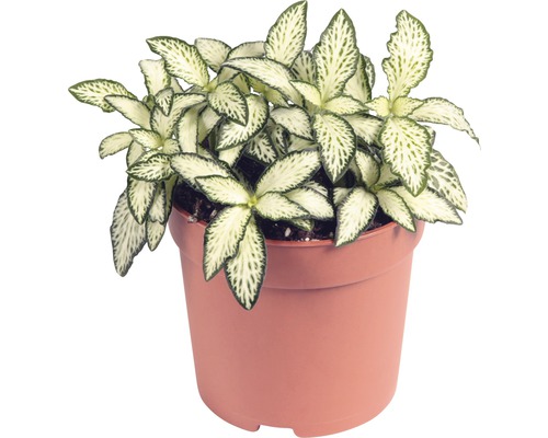 Åderblad FLORASELF Fittonia verschaffeltii Mosaic 10-15cm Ø7cm sorterade färger