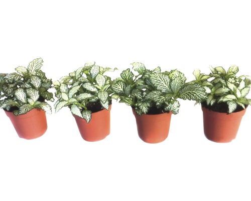 Fyra Fittonia i krukor