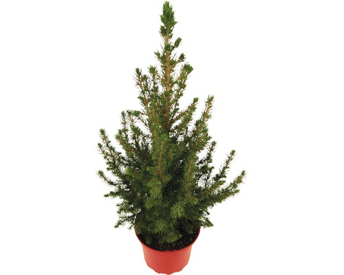 Sockertoppsgran 30-40cm Co 2L minijulgran avsedd för plantering Liten gran i kruka