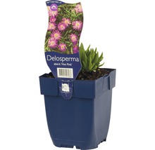 Middagsblomma FLORASELF Delosperma aberdeenense Hot Pink 5-10cm co 0,5L