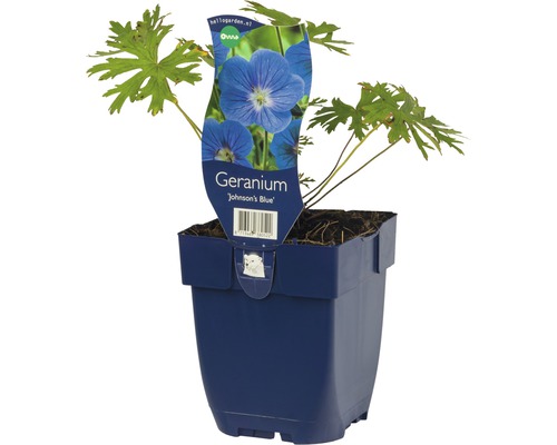 Geranium Johnsons Blue i en kruka