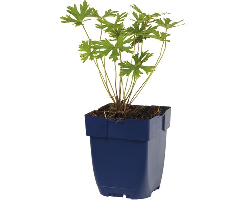 Geraniumplanta i kruka