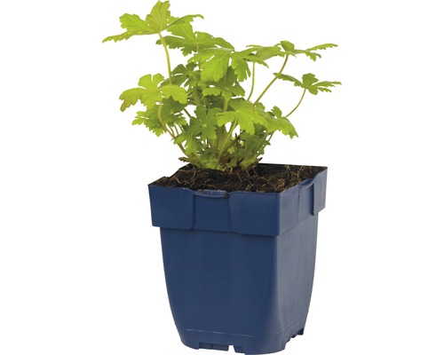 Pelargonväxt i kruka