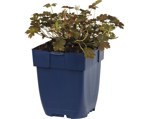 Geranium i kruka