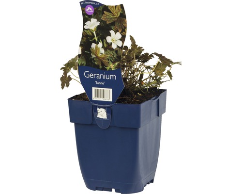 Geranium av typen Sanne i en kruka