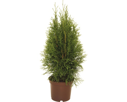 Tuja FLORASELF Thuja occidentalis Smaragd 30-40 cm co 2L-0