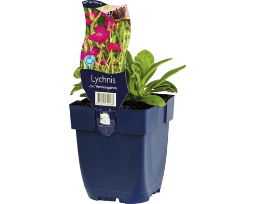 Rödblommande purpurklätt FLORASELF Lychnis coronaria 'Atrosanguinea' 5-20cm Co 0,5L Fylld gökblomster i en kruka