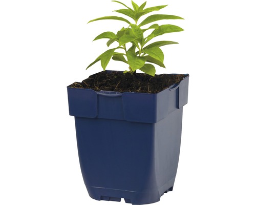 Ung planta i kruka för trädgården