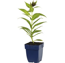 Blå krukväxt med gröna blad och knoppar