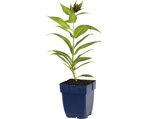 Blå krukväxt med gröna blad och knoppar