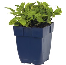Praktbrunört FLORASELF Prunella grandiflora Alba 10-25cm co 0,5L