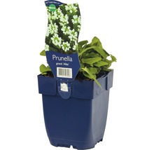 Praktbrunört FLORASELF Prunella grandiflora Alba 10-25cm co 0,5L
