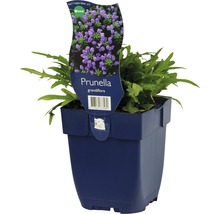 Prunella grandiflora växt i kruka