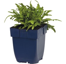 Ruccola växt i kruka