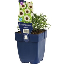 Rhodanthemum Casablanca i kruka