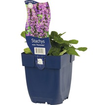 Stachys mon Hummelo i kruka