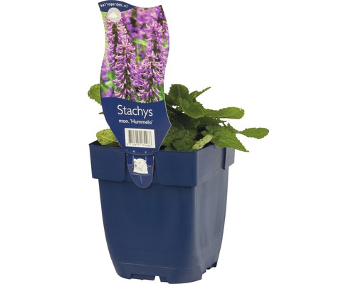 Stachys mon Hummelo i kruka