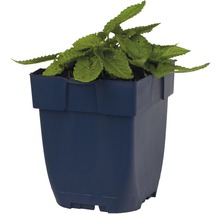 Coleusväxt i kruka