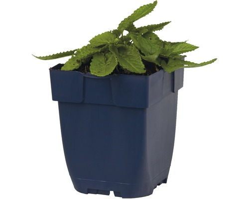Coleusväxt i kruka