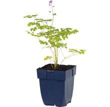 Violruta FLORASELF Thalictrum delavayi 5-20cm Co 0,5L