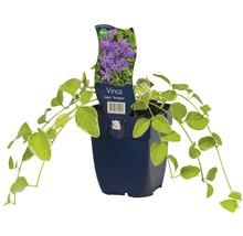 Stor vintergröna FLORASELF Vinca major 'Variegata' Ø11cm