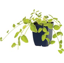 Stor vintergröna FLORASELF Vinca major 'Variegata' Ø11cm