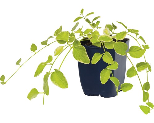 Klätterväxt med blad växer i kruka