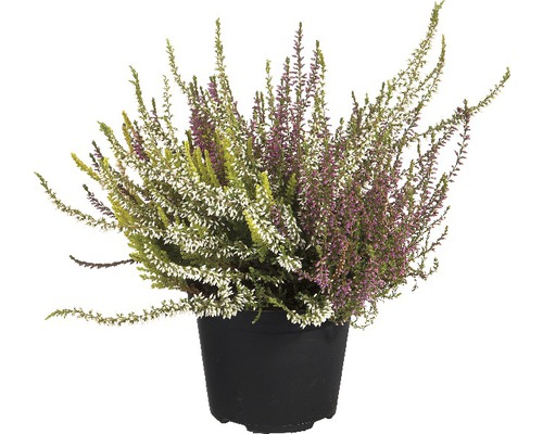 Ljung höstljung FLORASELF Calluna vulgaris Twin Girls Ø12cm tillfälligt sortiment Ljung i kruka