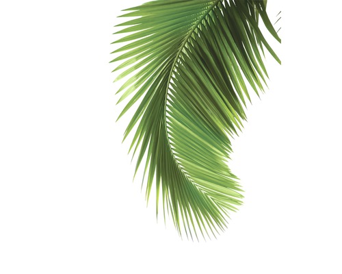 Poster Palm Tree 40x50cm