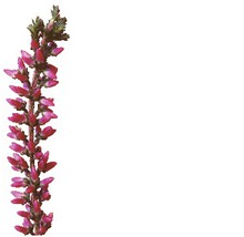 Ljung med blommor