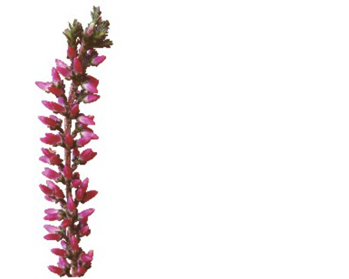 Ljung med blommor