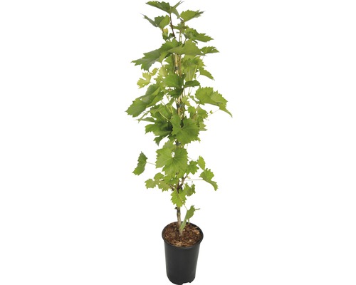 Vinranka i kruka med gröna blad