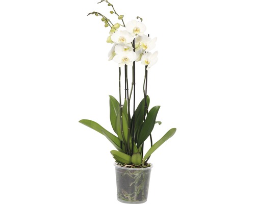 Brudorkidé FLORASELF Phalaenopsis Hybride 70-80cm Ø17cm 4 stänglar vit