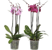 Fjärilsorkidé FLORASELF Phalaenopsis Hybride 70-80cm krukstorlek Ø17cm 4 stänglar rosa-lila