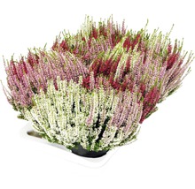 Calluna vulgaris Ljungväxt i en skål