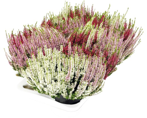 Calluna vulgaris Ljungväxt i en skål