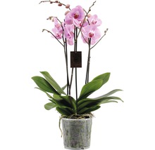 Fjärilsorkidé FLORASELF Phalaenopsis Hybride 70-80cm krukstorlek Ø17cm 4 stänglar rosa-lila