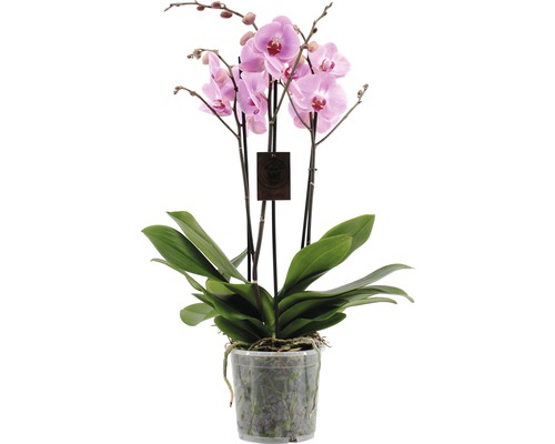 Fjärilsorkidé FLORASELF Phalaenopsis Hybride 70-80cm krukstorlek Ø17cm 4 stänglar rosa-lila