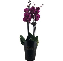 Fjärilsorkidé FLORASELF Phalaenopsis Hybride 70-80cm krukstorlek Ø17cm 4 stänglar rosa-lila