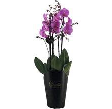 Fjärilsorkidé FLORASELF Phalaenopsis Hybride 70-80cm krukstorlek Ø17cm 4 stänglar rosa-lila