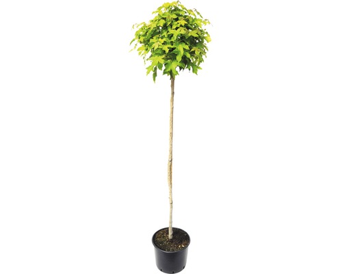 Ambraträd klot FLORASELF Liquidambar styraciflua 'Gumball' högstam ca 180cm totalhöjd ca 240cm Co 20L