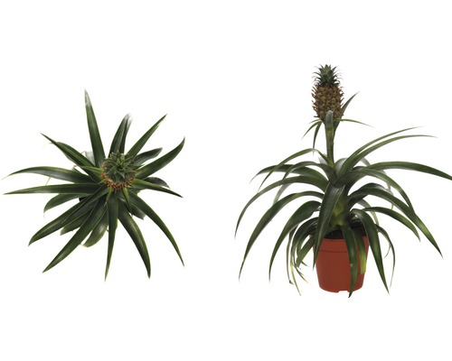 Dekorativ ananasplanta i kruka, två vyer