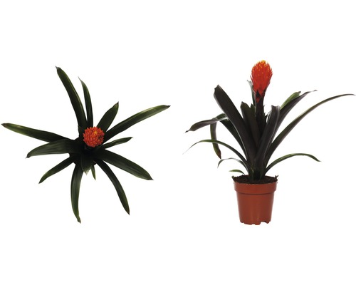 Guzmania krukväxt i kruka, vy från ovan och sidan