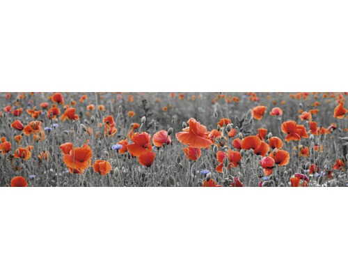 Stänkpanel för kök MYSPOTTI Splash Poppy 2200x600 mm Vallmofält med röda blommor