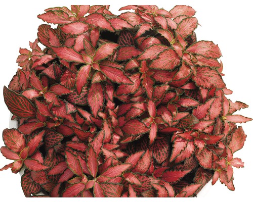 Åderblad FLORASELF Fittonia verschaffeltii Forest Flame 10cm Ø12cm